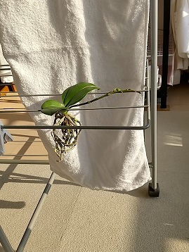 マイクロ胡蝶蘭 冬 育て方