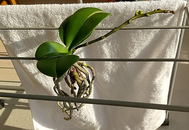 マイクロ胡蝶蘭 冬 育て方