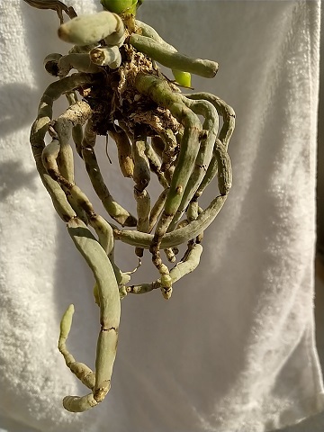 マイクロ胡蝶蘭 冬 育て方