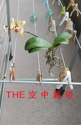 マイクロ胡蝶蘭の育て方（流木に着生）　植え替え