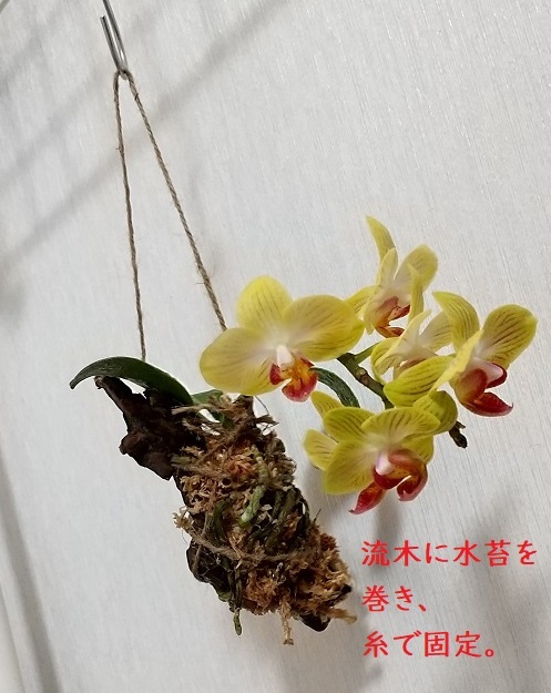 マイクロ胡蝶蘭　育て方　空中栽培