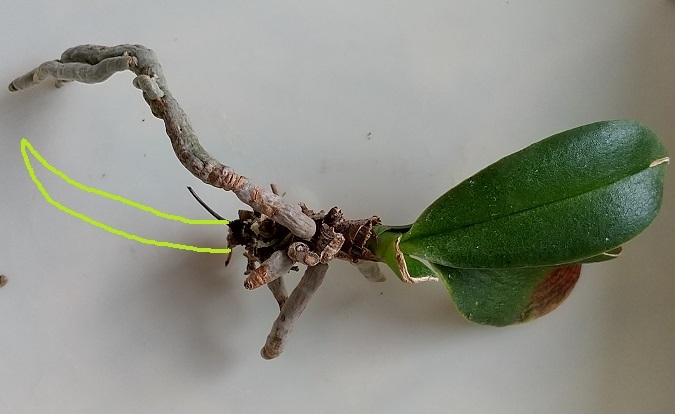 マイクロ胡蝶蘭 空中栽培