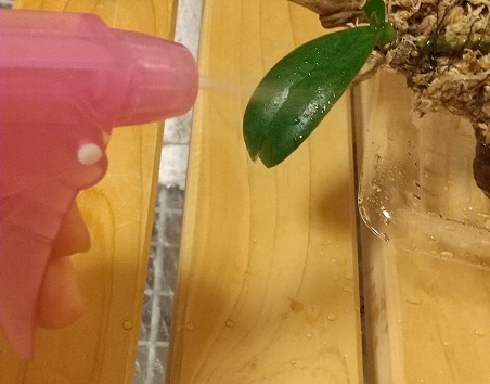 マイクロ胡蝶蘭 1月 メネデール 葉水