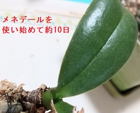 マイクロ胡蝶蘭 1月 メネデール 葉水