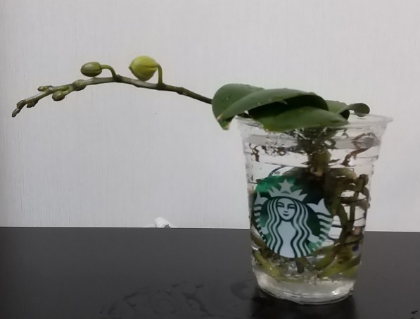 マイクロ胡蝶蘭　育て方　花　スターバックス　再利用