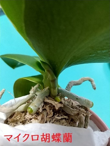 マイクロ胡蝶蘭 11月
