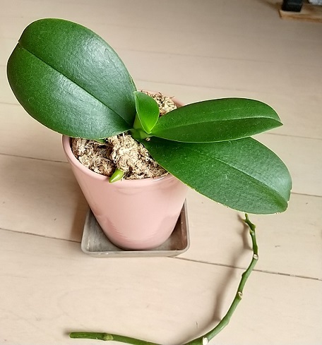 マイクロ胡蝶蘭　切り戻し